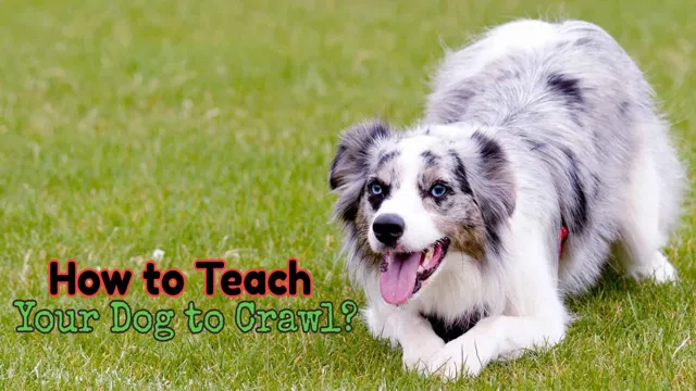 How To Teach Your Dog Crawl