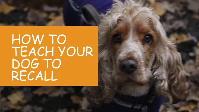 How To Teach Your Dog Emergency Recall
