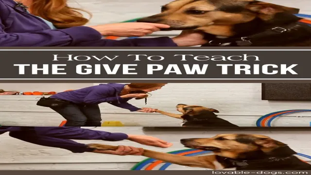 How To Teach Your Dog Give Paw