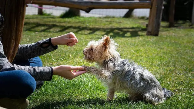 How To Teach Your Dog Give Paw