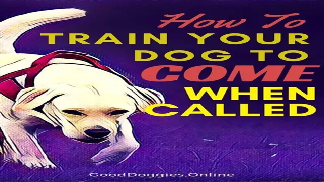 How To Teach Your Dog Good Recall