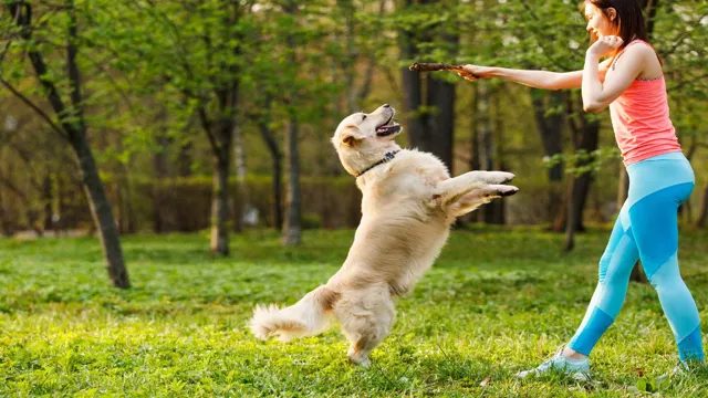 How To Teach Your Dog Jump