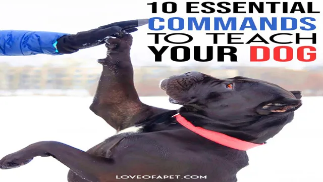 How To Teach Your Dog No Command