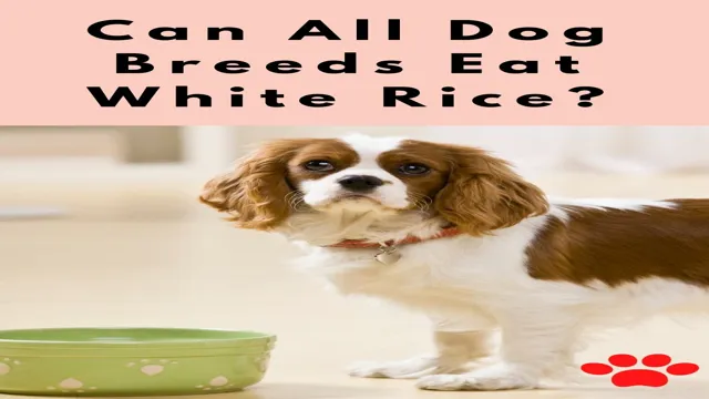 What Can Dogs Eat With Rice