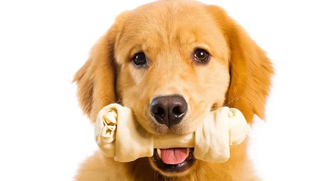 When Can Dogs Eat Bones