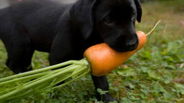 When Can Dogs Eat Carrots