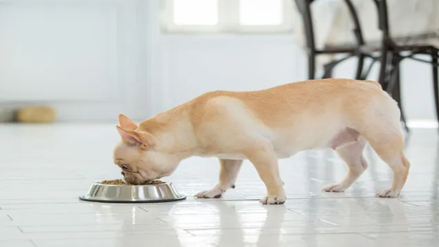 When Can Dogs Eat Hard Food