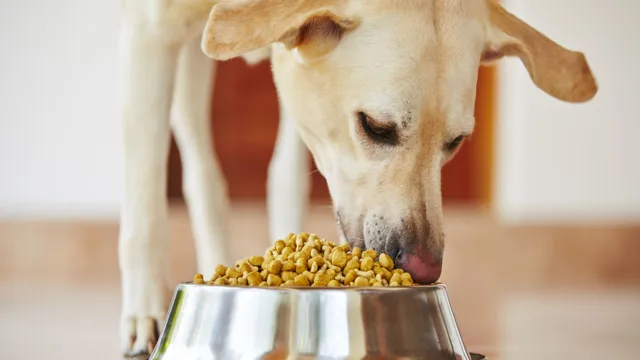 When Can Dogs Eat Hard Food