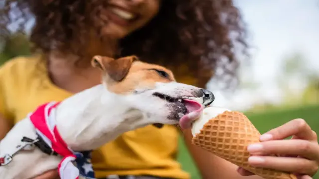 When Can Dogs Eat Ice Cream