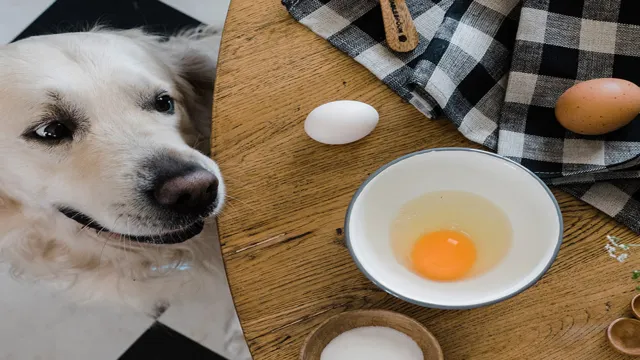 When Can Dogs Eat Raw Eggs