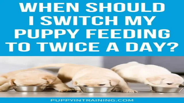When Can Dogs Eat Twice A Day
