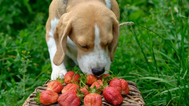 Which Berries Can Dogs Eat