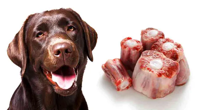 Which Bones Can Dogs Eat