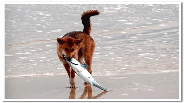 Which Fish Can Dogs Eat