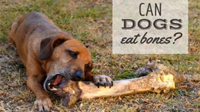 Why Can Dogs Eat Bones
