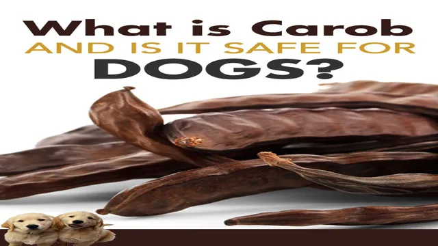 Why Can Dogs Eat Carob