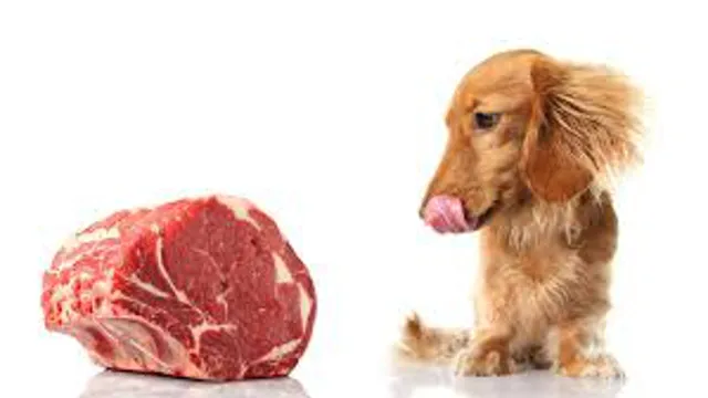 Why Can Dogs Eat Rotten Meat