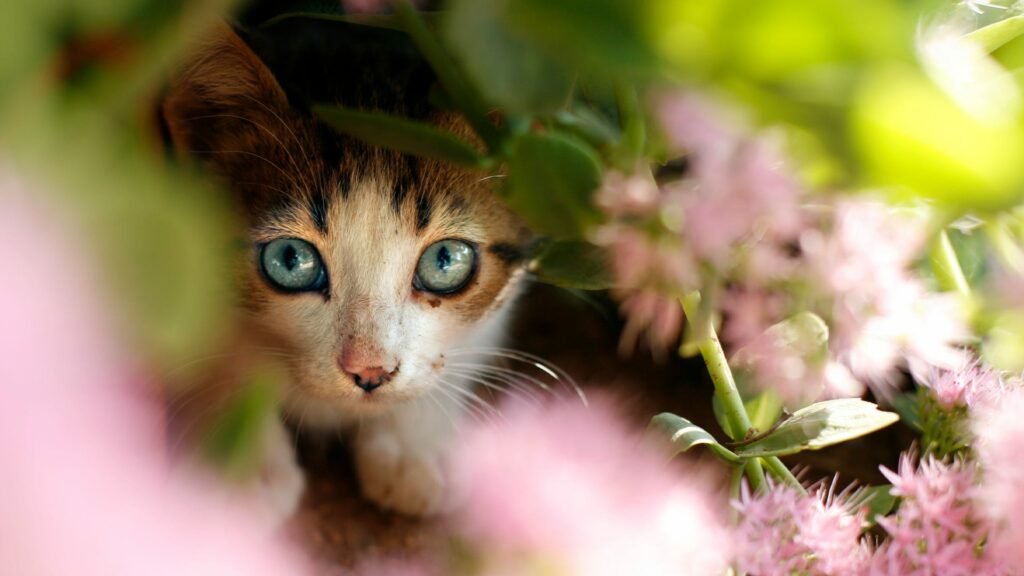 Cat In Garden