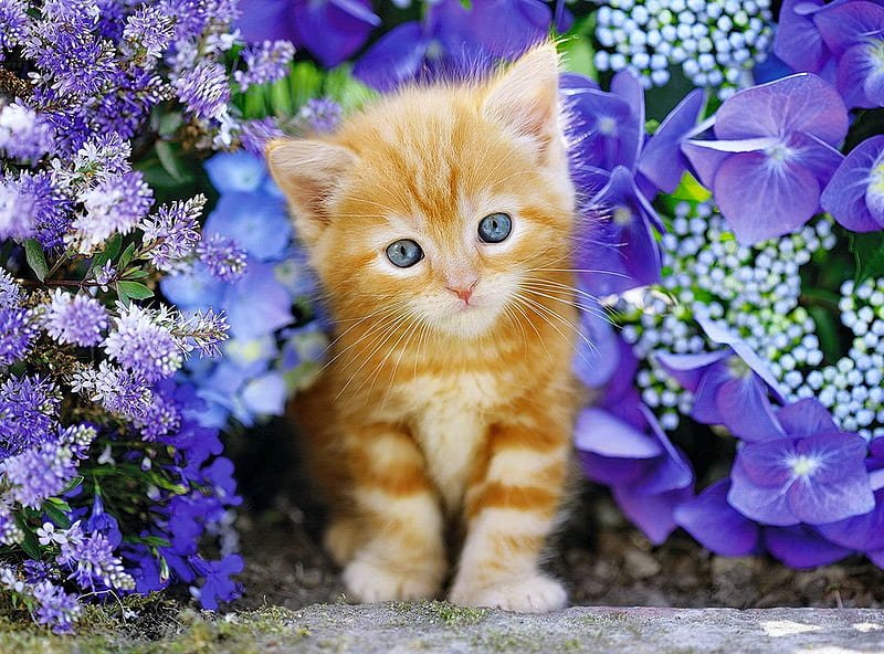 Cute Cat In Garden